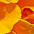 French Marigold